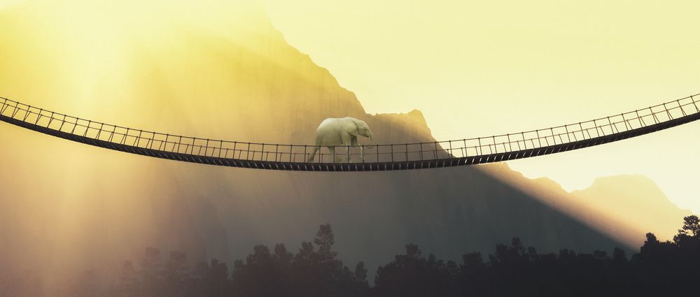 elephant on the bridge