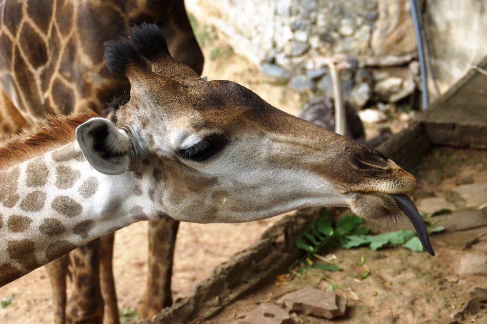 жирафик дразнится