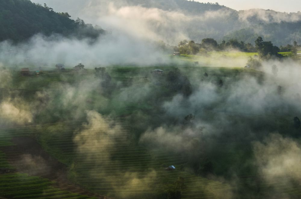 Rice fields Pa Bong Piang