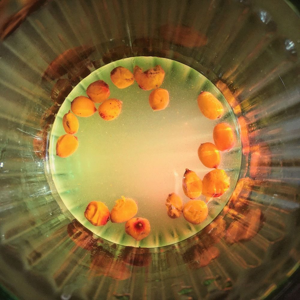 Облепиховый чай. Seabuchthorn tea.