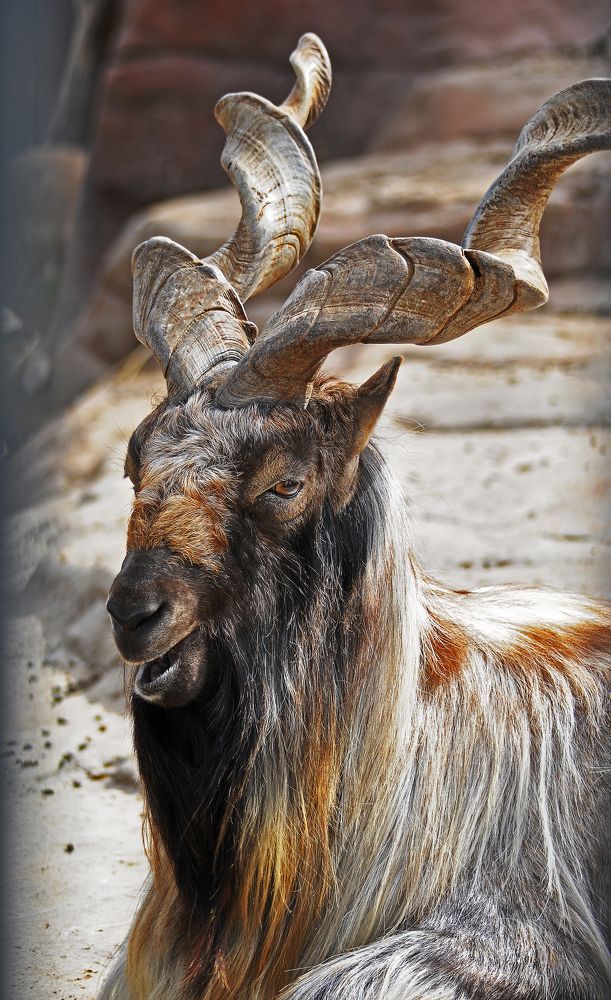 Винторогий