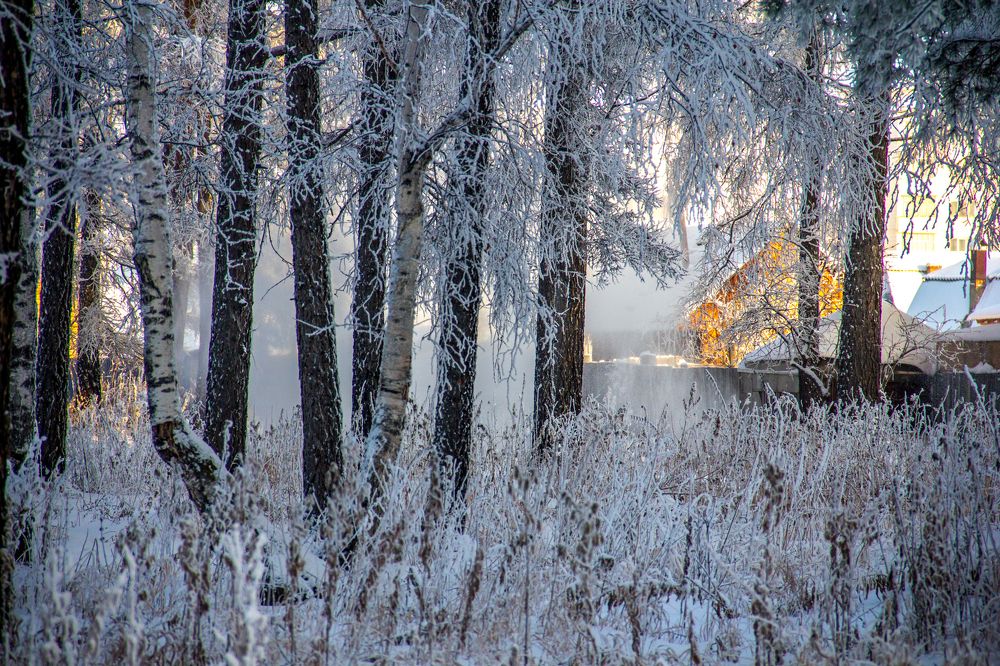 Морозный день
