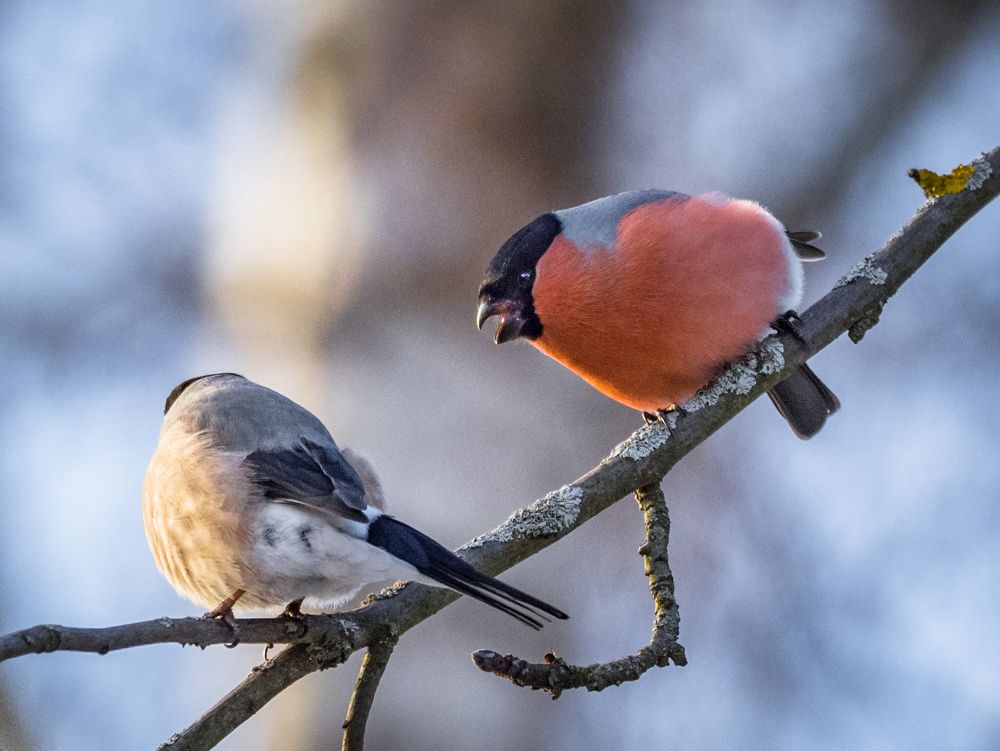 Мартовский снегирь ...