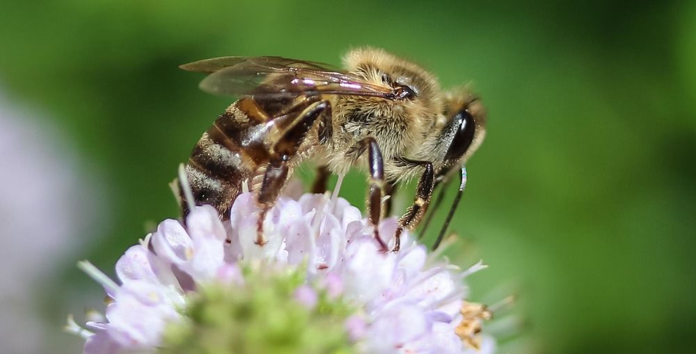 Honey I'm making honey.