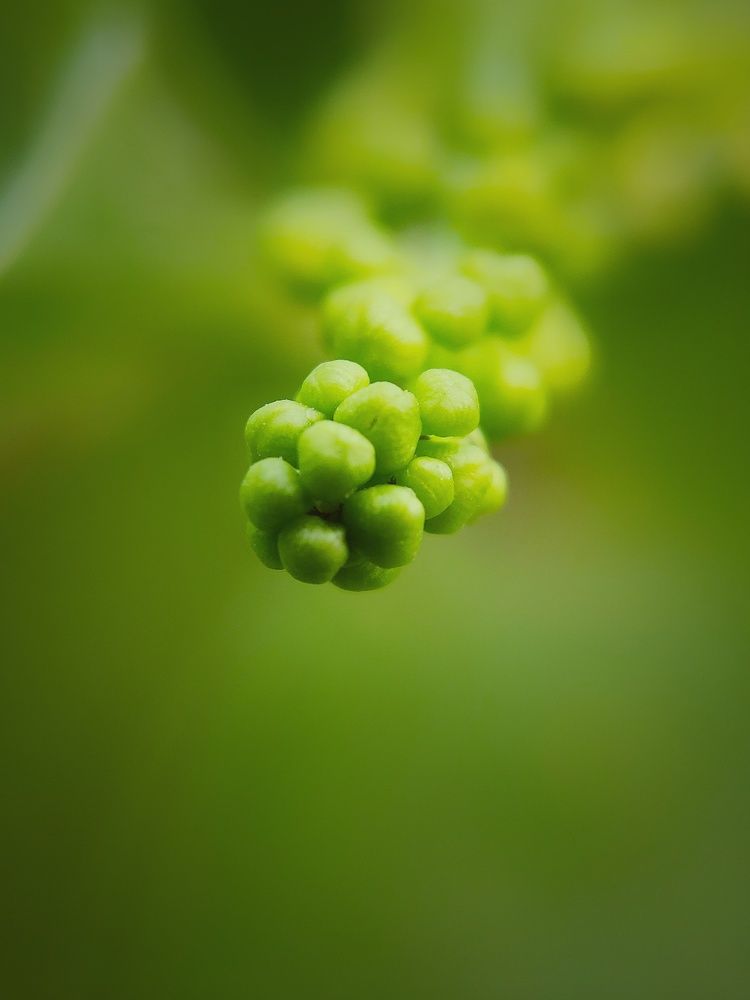 Budding Life