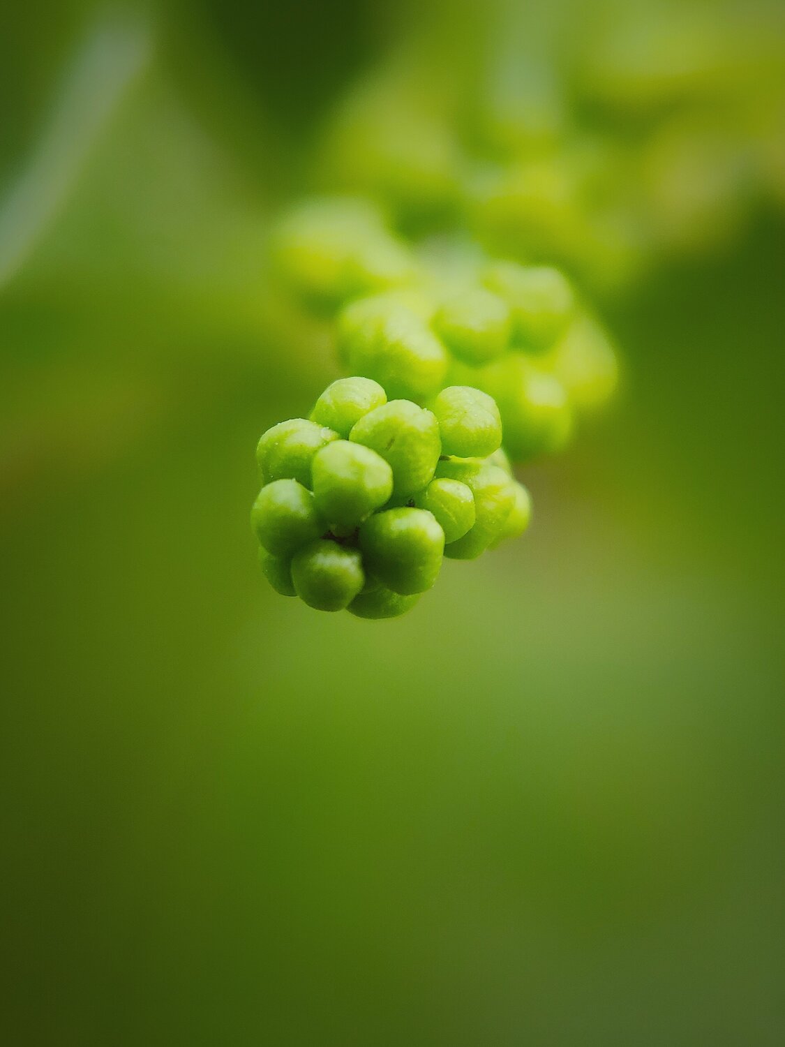 Budding Life