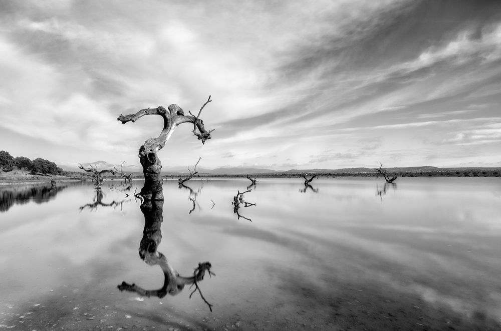 El señor del pantano