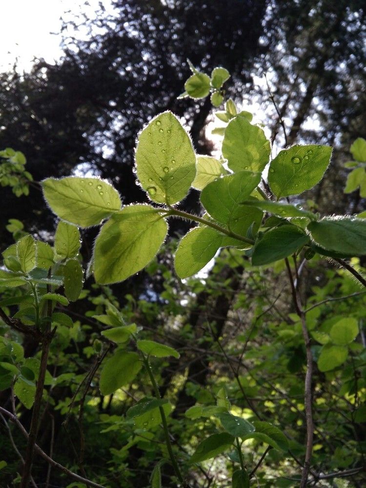 Утренняя роса