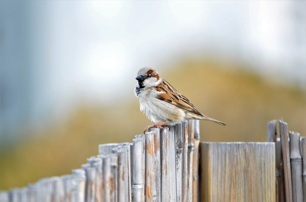 Photograph by Denis Kualigin