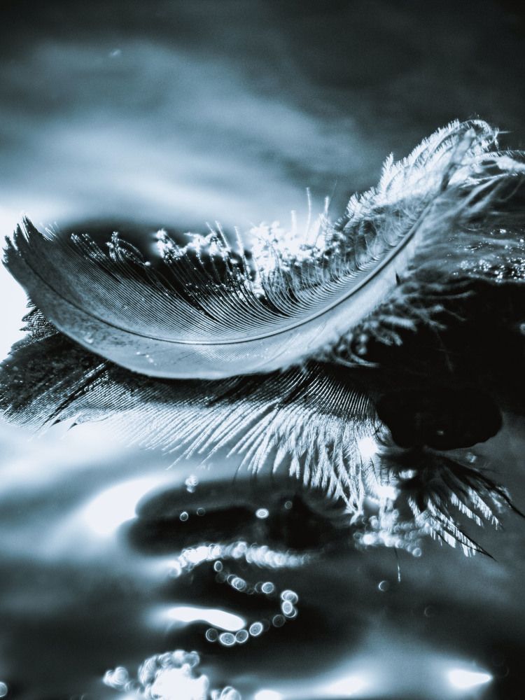 Перо на воде