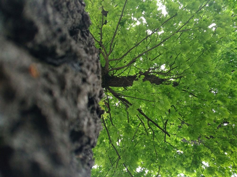 Могучий дуб