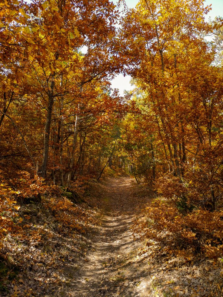Болгария, Родопы, золотая осень