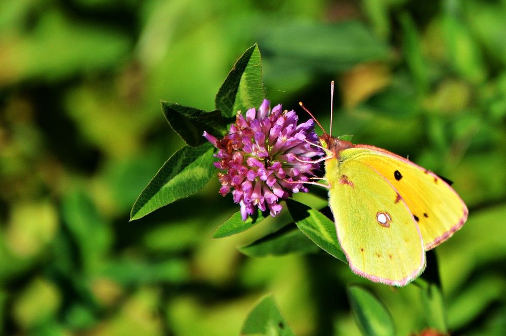 Photograph by Bocse Angela - Codrina