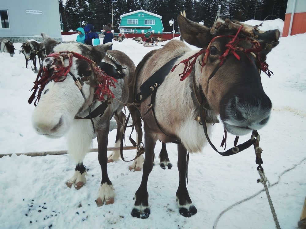 Олени