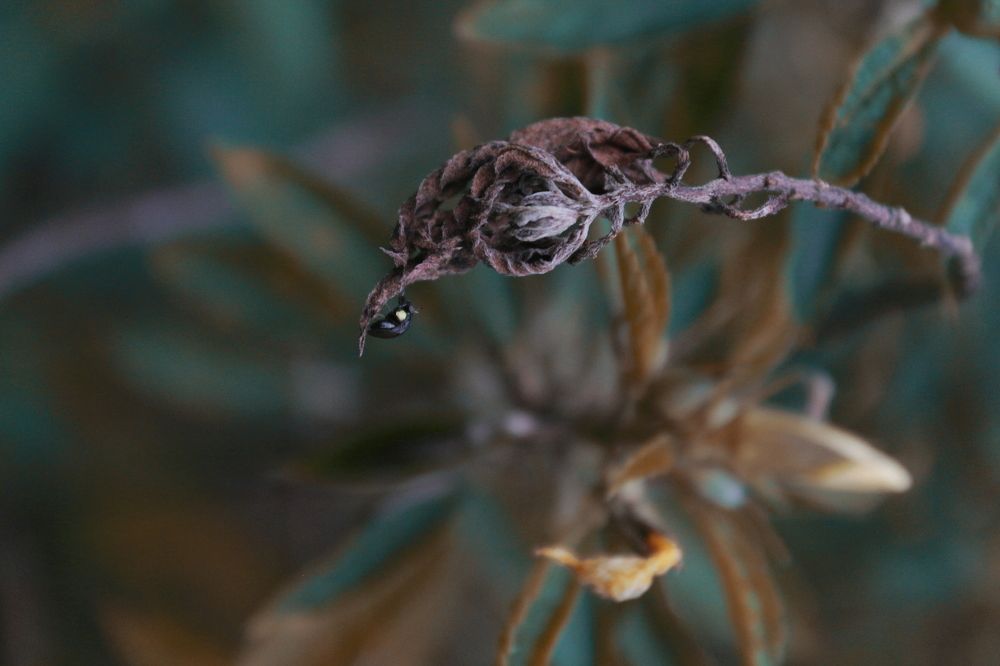 Alight in A Death Place