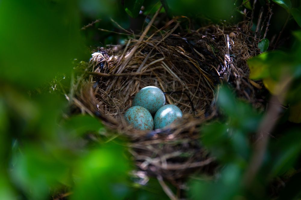 Новая жизнь