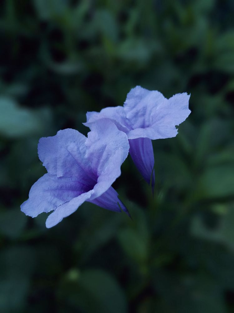 peculiar flowers