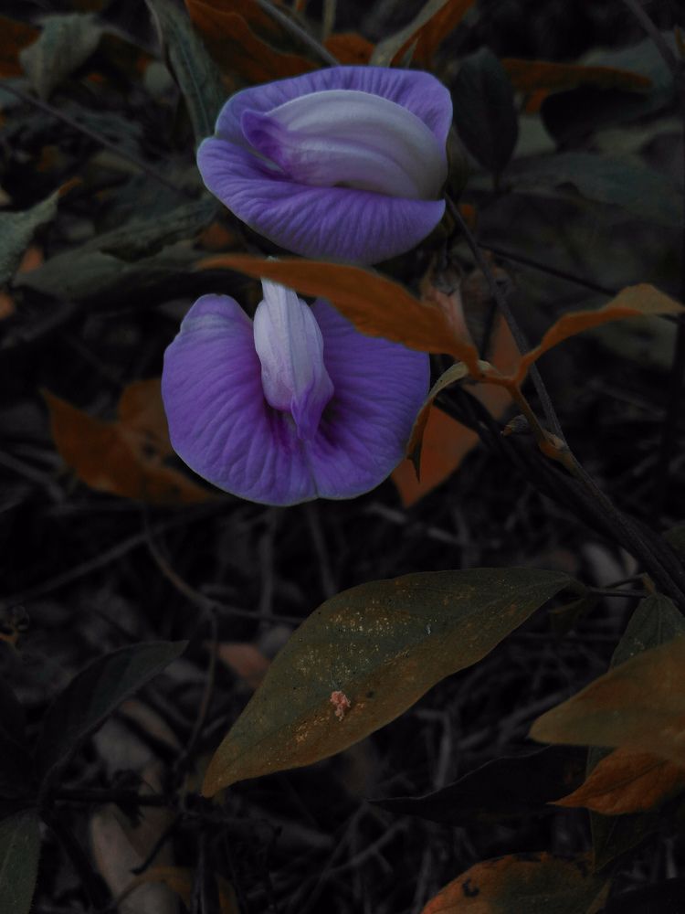 peculiar flowers