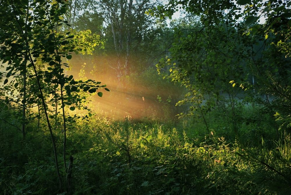 Луч солнца золотого