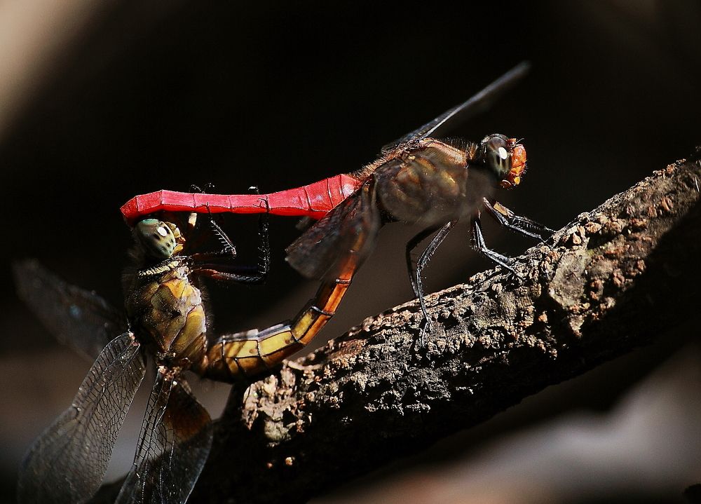 Completed - wheels position