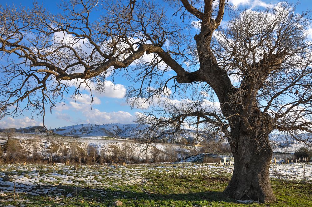 A beautiful single tree