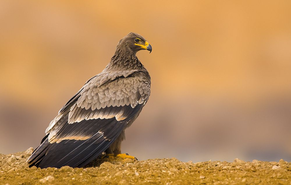 Steppe eagle