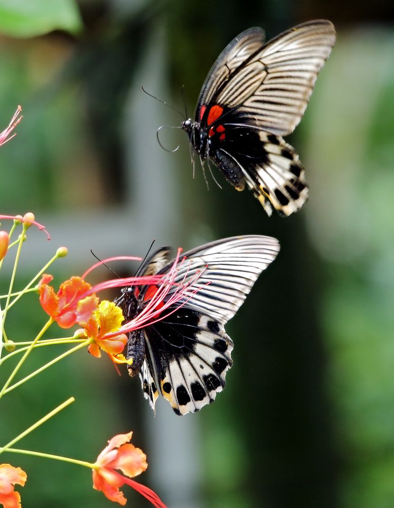 Butterflies in couple