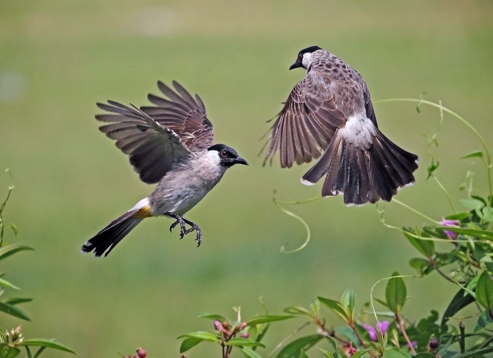 Kutilangs in fighting