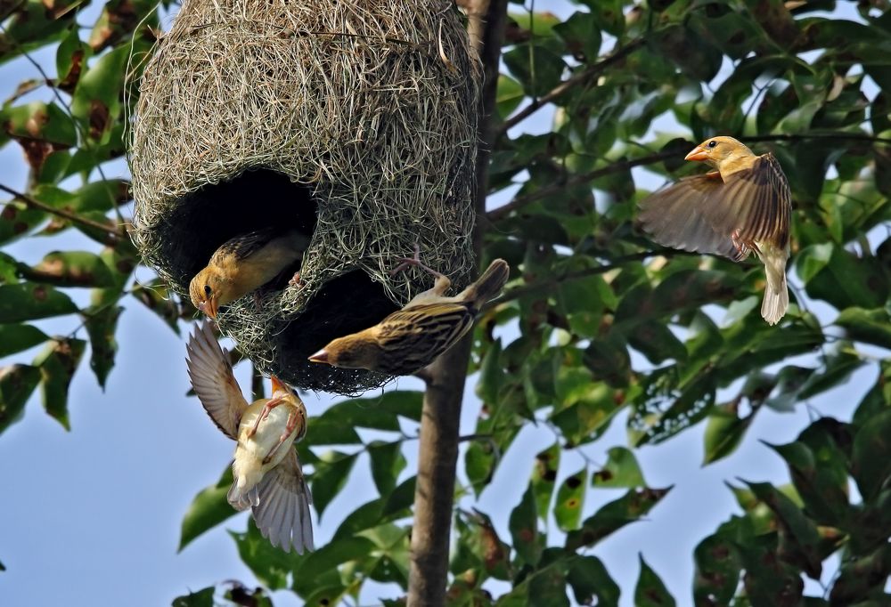 Manyars around their nest