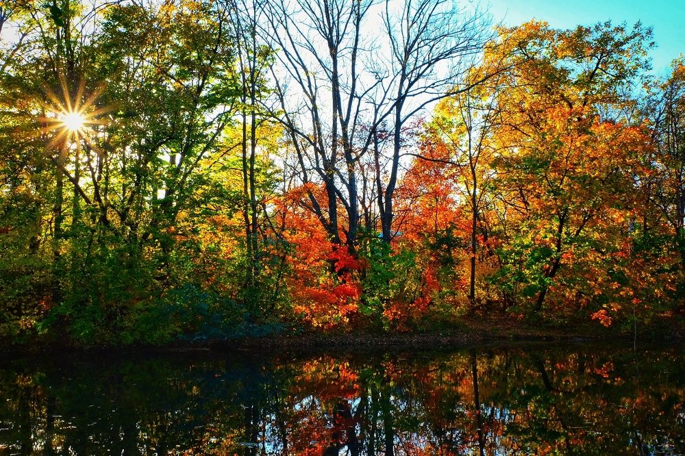 Сказочный лес