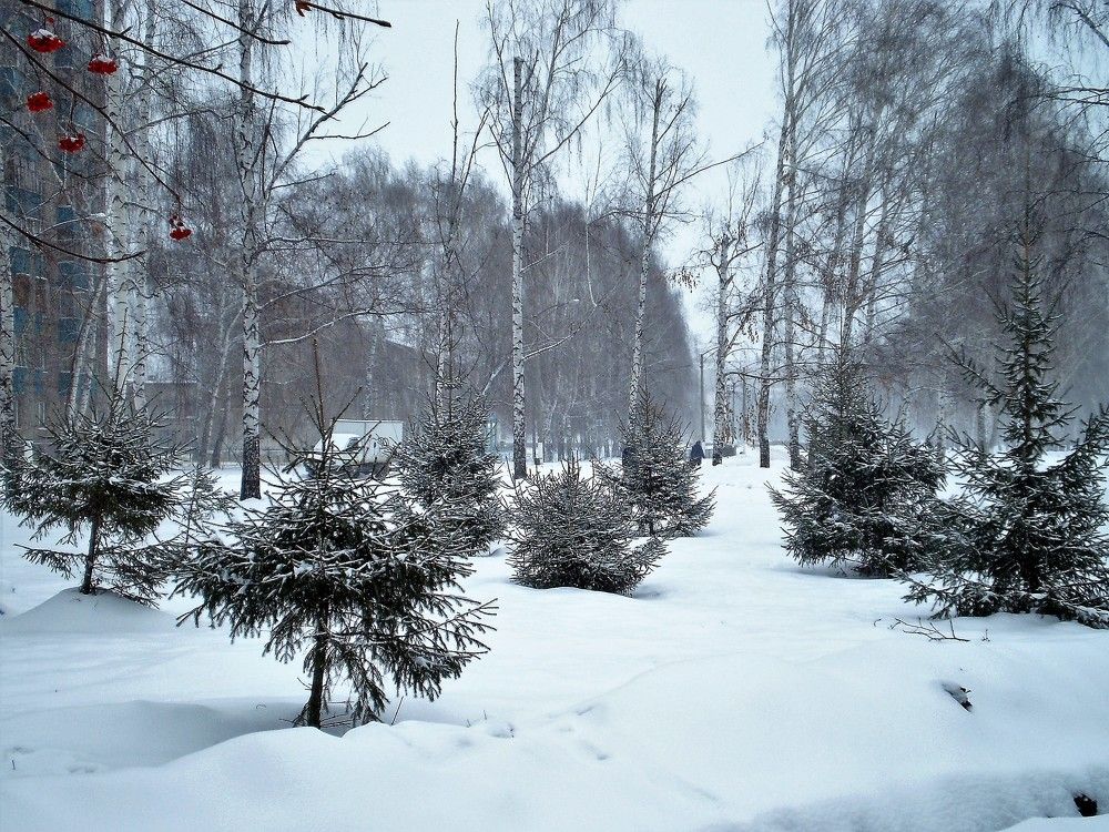 Елки в городском парке.