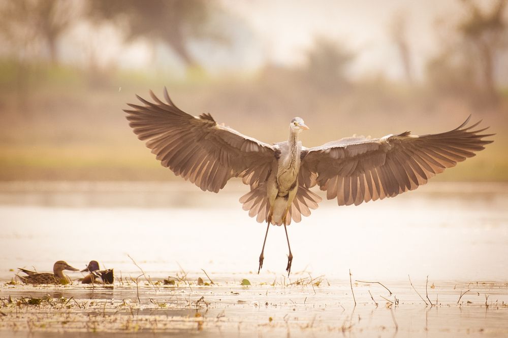 Open wing celebration