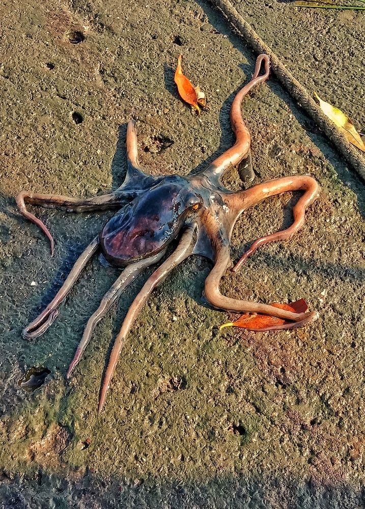 Photograph by Tapashya Pihwal