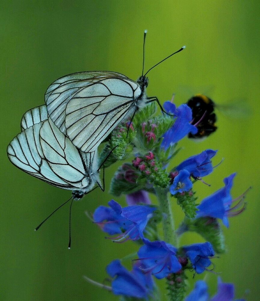 Трио на летнем цветочке