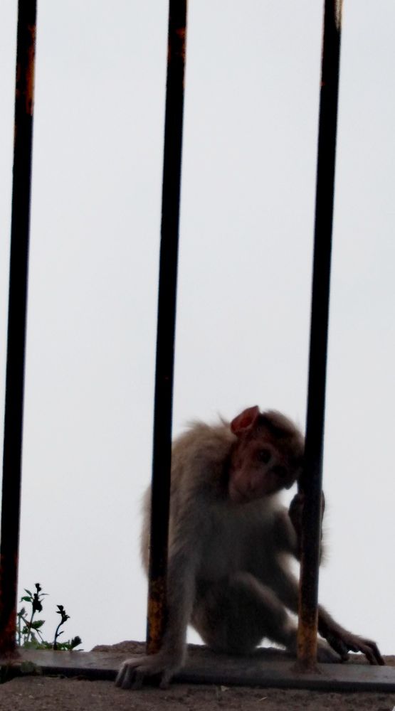 Candid shot of a Monkey