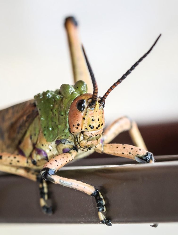 Photograph by Lanie Badenhorst