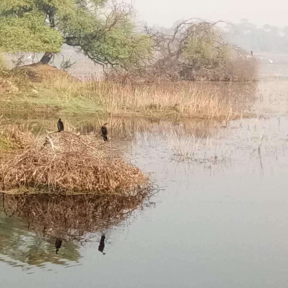 Birds reflection