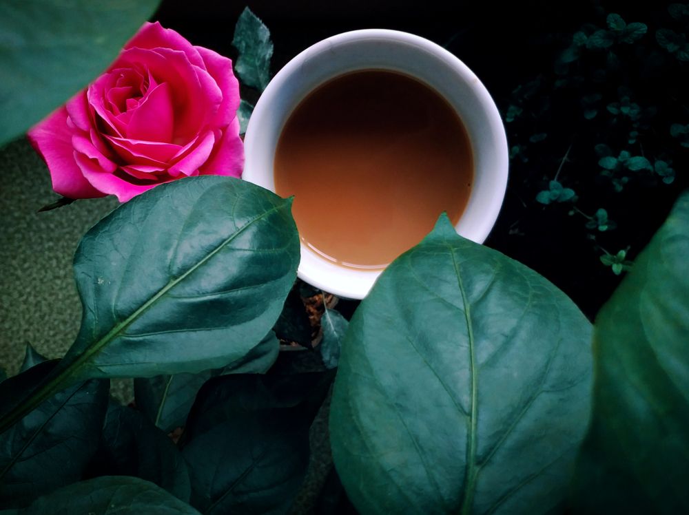 A rose with a cup of tea