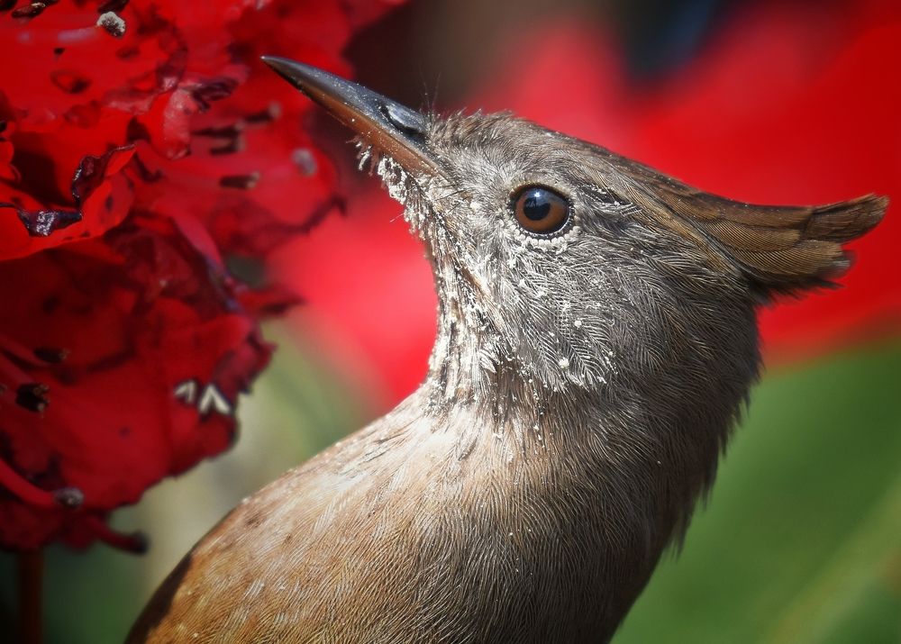 A Mouth full of nector