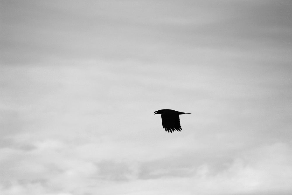 полёт ворона