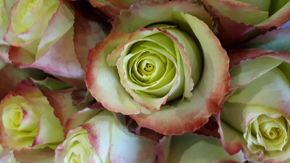 Photograph by Кадырова Анастасия