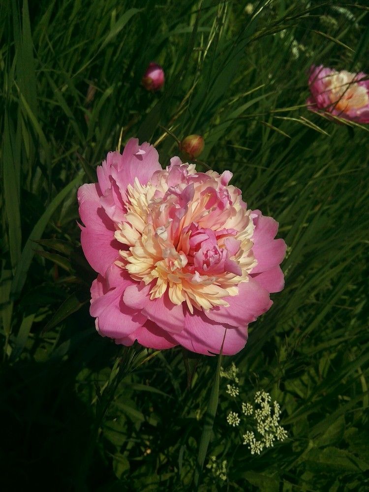 Пионы- любовь моя ✨