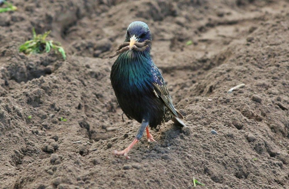 Скворец добытчик.