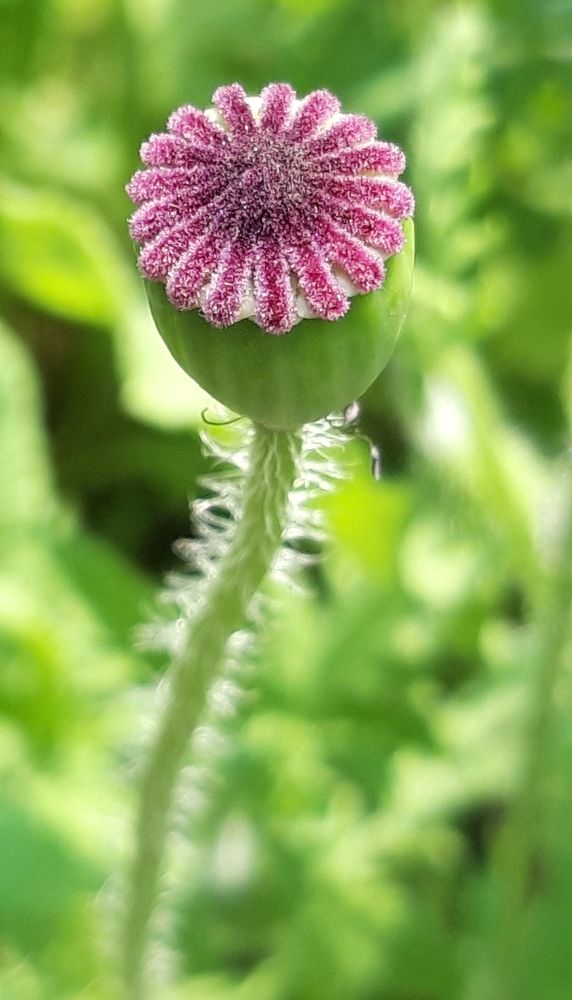 Flora and fauna photography