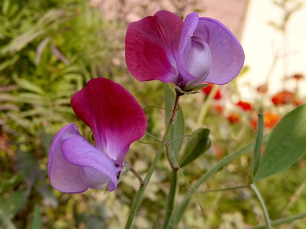 Beauty in every day life