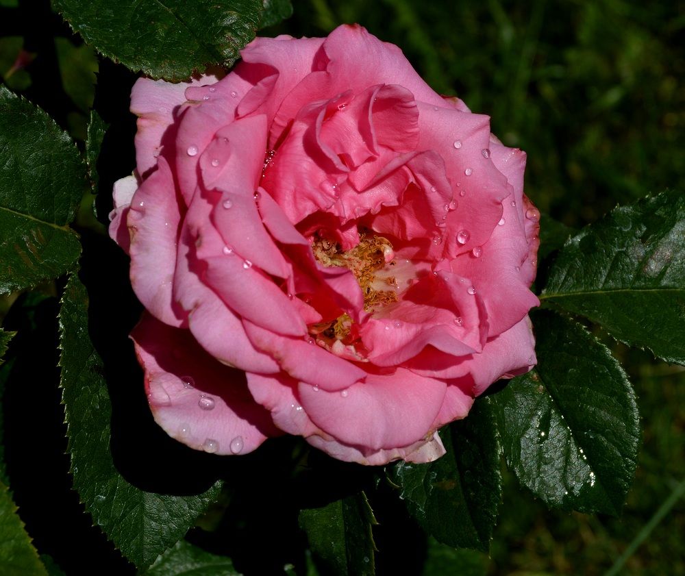 Капельки на розе