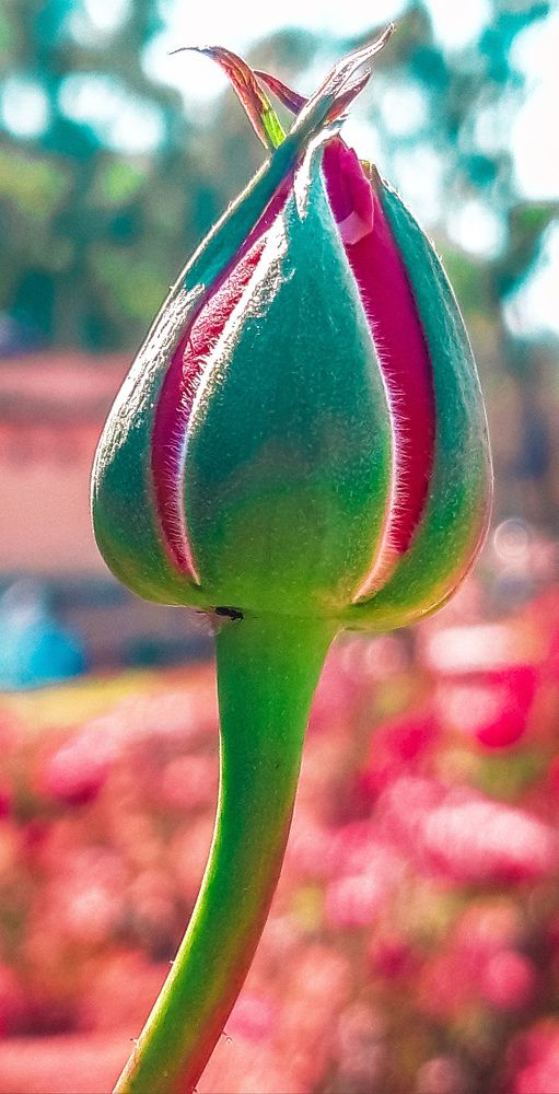 Flora and fauna photography