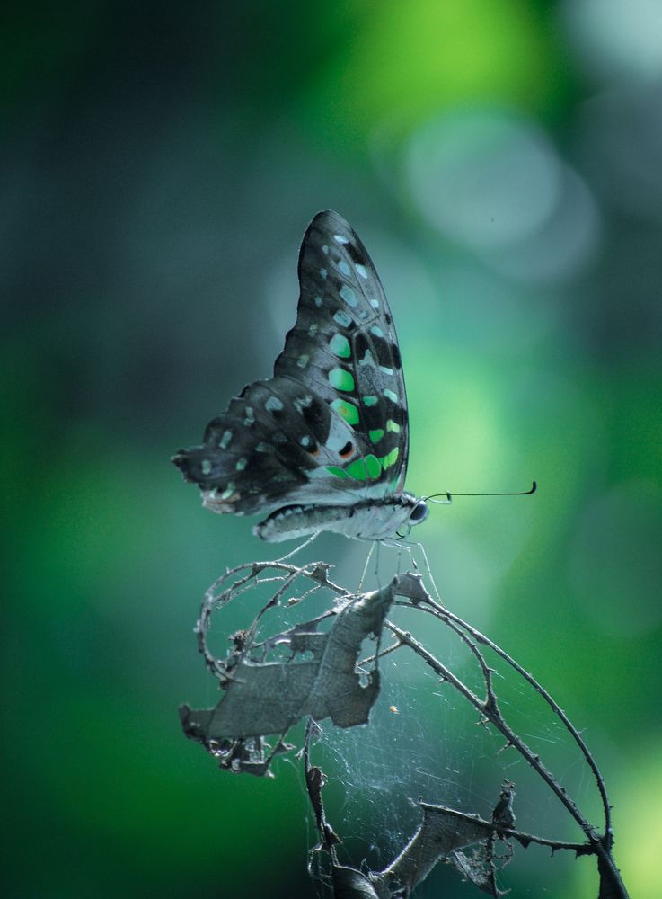 Green nature butterfly