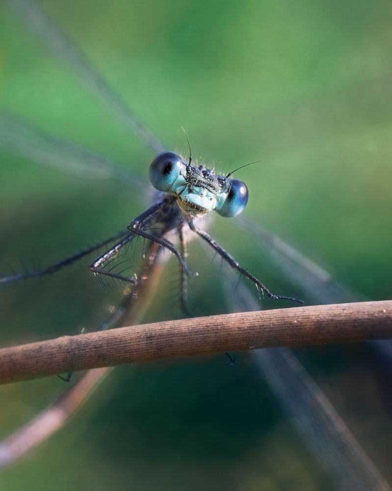 Damselfly
