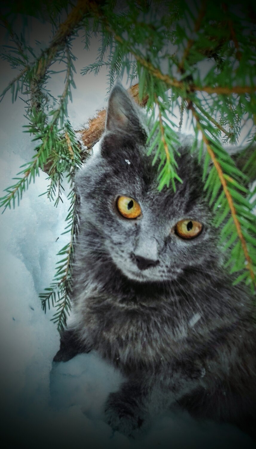 Огненный взгляд